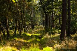 In diesen Tagen ist uns ein schattiger Wald sehr willkommen.