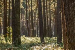 Überall sitzen große Spinnen in ihren teils meterhohen Spinnenweben.